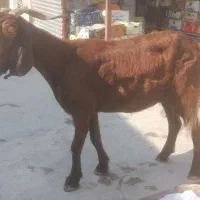 یک عددبز|حیوانات مزرعه|برازجان, |دیوار