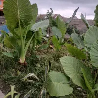 فروش گل باباآدم