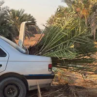 دمیت پاجوش مرکز تحقیقات سازمان جهاد کشاورزی|خدمات باغبانی و درختکاری|آبپخش, |دیوار