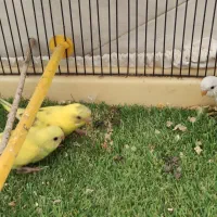 مرغ عشق|پرنده|اصفهان, شیخ طوسی|دیوار