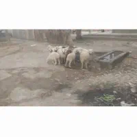 بره داشتی