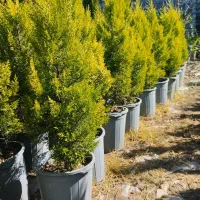 کاج لاوسون، کامیس و شمشاد