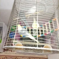 چهار جفت عروس هلندی با دوتا جوجه|پرنده|مشهد, رضاییه|دیوار