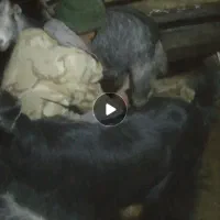 شیر بز محلی خالص