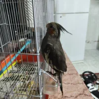 عروس هلندی|پرنده|خرمشهر, |دیوار