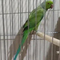 طوطی ملنگو نر