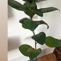 گل سانسوریا|گل و گیاه طبیعی|خواف, |دیوار