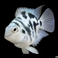 پرت پلار جفت خورده