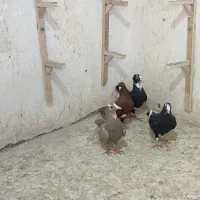 ماده