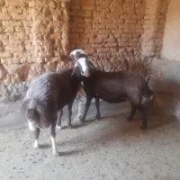 بره|حیوانات مزرعه|جرقویه, |دیوار
