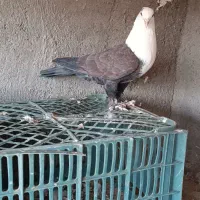 سرسفید نر|پرنده|اقبالیه, |دیوار