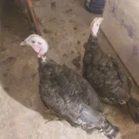 بوقلمون محلی