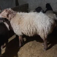 قوچ دو دندان