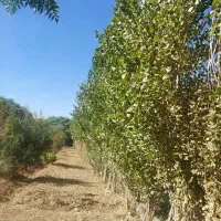 500-متر-باغ-سند-دار-در-کوچه-باغ-گلحصار