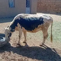 گاوهلشتان