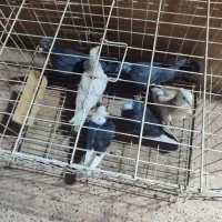 کبوتر گرفتنی|پرنده|اهواز, کیانشهر|دیوار