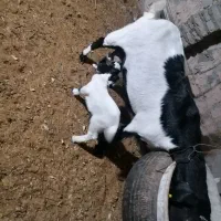 فروش یا معاوضه بز|حیوانات مزرعه|تفت, |دیوار