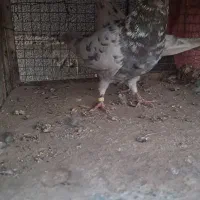 کبوتر نر و ماده|پرنده|سمنان, |دیوار