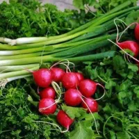 سبزی خوردنی رامهرمز  عمده و تک تحویل در محل