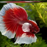 دنیای زیر آب