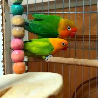 طوطی برزیلی رنگ زیبا