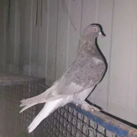 کبوتر|پرنده|شیراز, تندگویان|دیوار