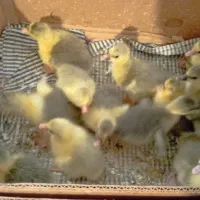 جوجه غاز تروتمیز سالم