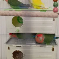 کتوله برزیلی مولد