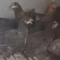 مرغ رسمی قلم سیاه نزدیک به تخم