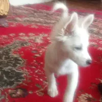 توله اشپیتز گوش روباهی خونگی