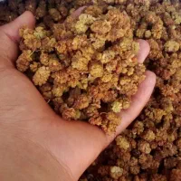 توت  خشک خوشمزه
