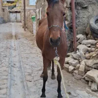 اسب اصیل ترکمن