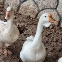 قوغاز وارداتی  لیندا . خالماگوری سفید