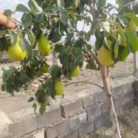 فروش باغ فوری|فروش زمین و ملک کلنگی|همدان, |دیوار