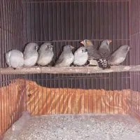 ۳تا فنچ جوانه و۵تا جوجه