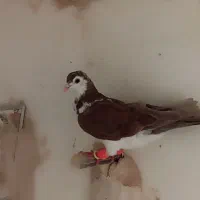جوجه