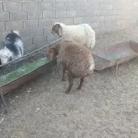 بره فروشی عروسک کله بور نر.وبورماده ست