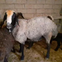 قوچ شال شیشک|حیوانات مزرعه|همدان, |دیوار