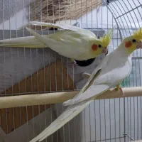 عروس هلندی لوتینو مولد تضمینی باقفس ولانه