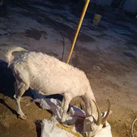 یک عدد بز سانن