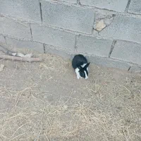 خرگوش نر