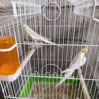 عروس هلندی
