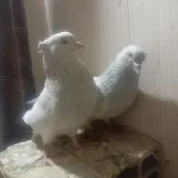 کفتر، کبوتر، جفت کله الماسی نر و ماده