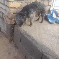 دو عدد پاکوتاه نرو ماده واگذاری|سگ|بیستون, |دیوار