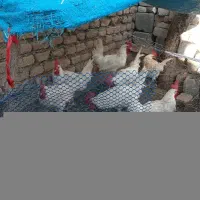 خروس