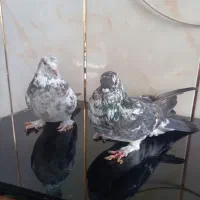 کفتر اصفهانی شکار