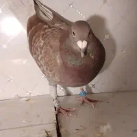 دوبر قوری پلاک ۲۰۲۵|پرنده|کوثر, |دیوار