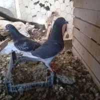 کبوتر پلاکی اردن چشم سیلور