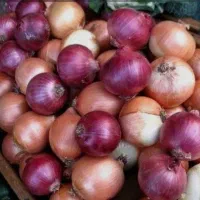 فروش پیاز محلی