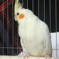 عروس هلندی نر مست مست ۱۰ ماهه